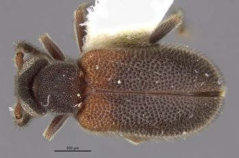 Media type: image;   Entomology 36089 Aspect: habitus dorsal view